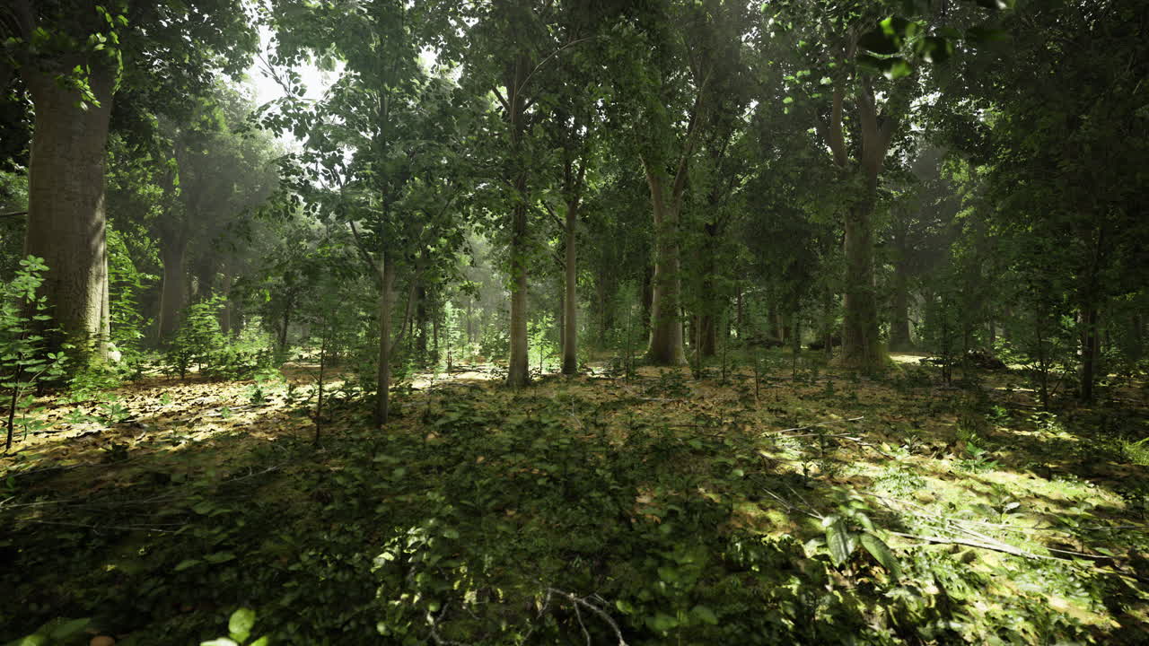 Lush green forest filled with sunlight streaming through the trees