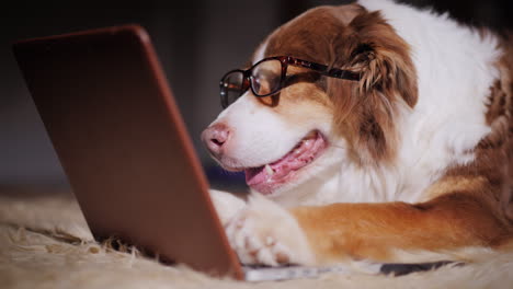 dog looks at laptop screen 09