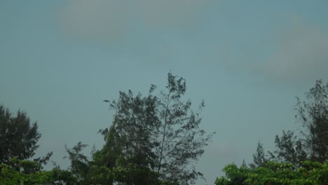 Trees-swaying-gently-against-a-clear-blue-sky,-bird-flies-overhead