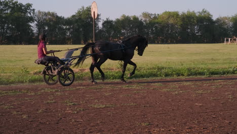 horse and carriage training