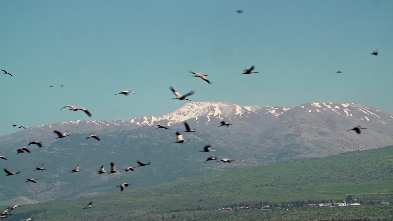 flock of Common Crane (Grus grus) flying in the hula Valley, in the distance Mount Hermon