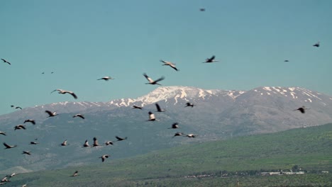 flock of common crane (grus grus) flying in the hula valley, in the distance mount hermon