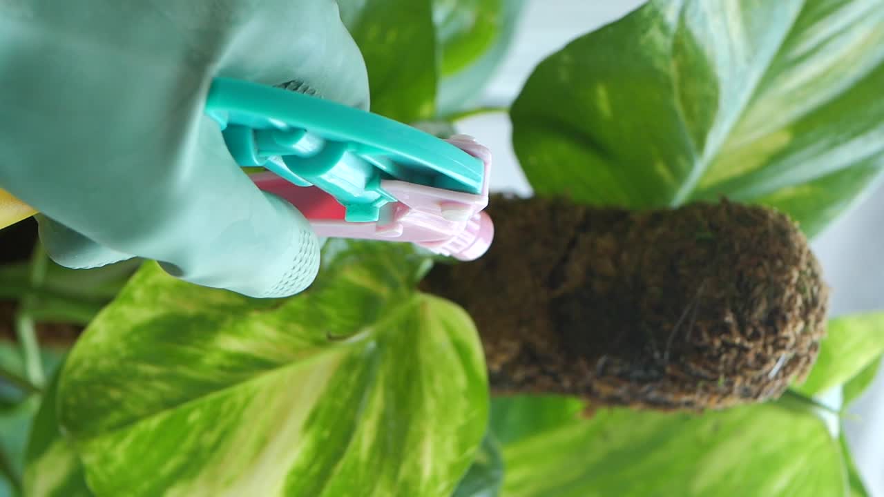 regar una planta con una botella de pulverización