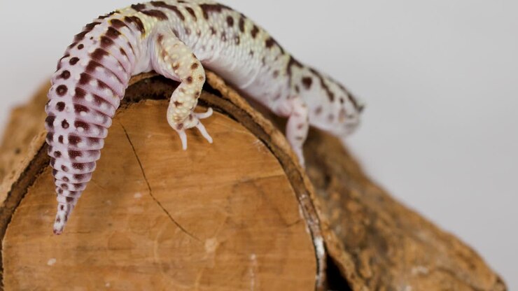 Een gevlekte luipaardgekko kruipt langzaam over een houten stam met textuur tegen een witte studioachtergrond