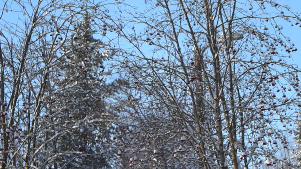 Dark small birds sitting on white snow covered tree branches during a sunny day in winter time. The birds move and fly away in slow motion spreading their wings slowly. Street light visible at back.