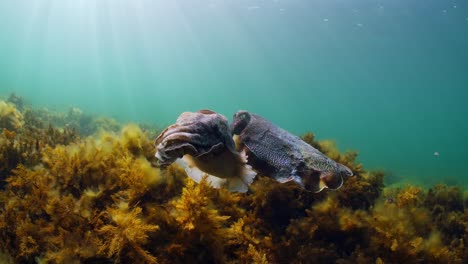 Riesige-Australische-Tintenfische-Sepia-Apama-Migration-Whyalla-Südaustralien-4k-Zeitlupe,-Paarung,-Eier-Legen,-Kämpfen,-Aggregation,-Unter-Wasser