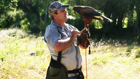 falcon eagle perching on mans hand