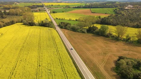 Luftkreisen-Links-über-Blühendem-Rapsfeld-Mit-Auto,-Das-Auf-Einfacher-Straße-Vorbeifährt