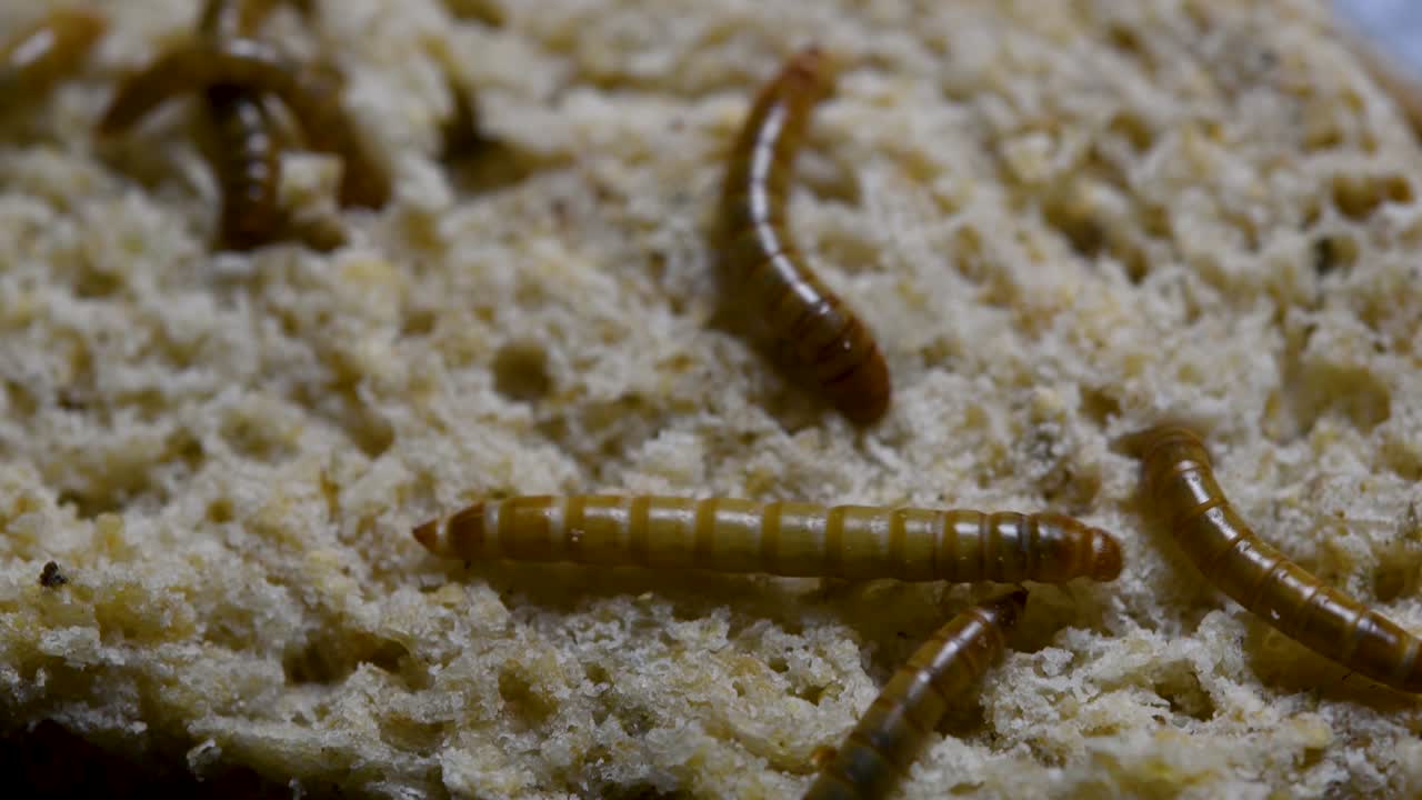 O Tenebrio é uma espécie de besouro Tenebrionidae usado para alimentar animais de estimação como peixes, cobras, pássaros e sapos.