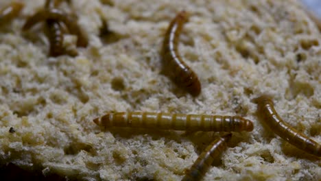 the mealworm is a species of darkling beetle used to feed pets like fish, snakes, birds, and frogs