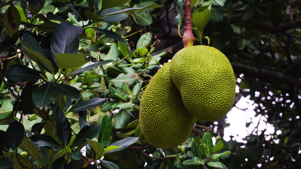 jaca madura colgando de un árbol en un huerto tropical en vietnam