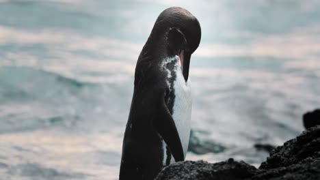 closeup of little penguin in galapagos islands grooming