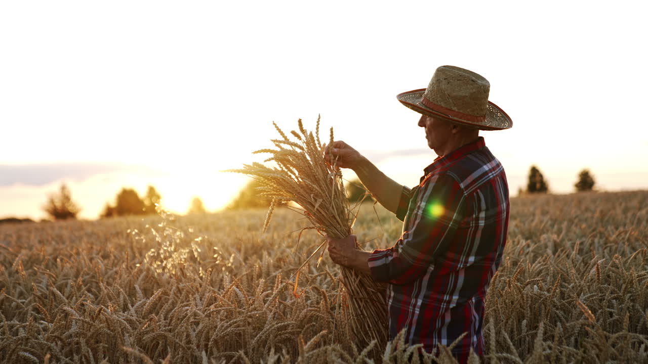 Mature male farmer in checkered shirt and hat is in farmland. Man holds a bunch of ears of wheat and checks the ripeness. Sunset at backdrop.