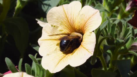 dead bumblebee in petunia flower - bright day ontario canada