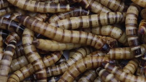 gusanos morio o gusanos de harina gigantes, las larvas del escarabajo oscuro