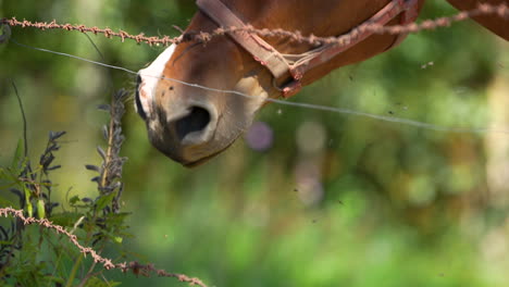 a close-up of a brown horse’s muzzle, grazing near barbed wire, with a green and blurred background