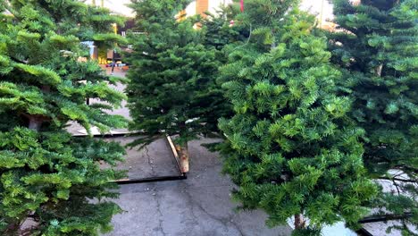 Freshly cut new bright green Christmas trees for sale on metal stands in parking lot as camera pans right to left over the bottom of Xmas trees on ground - in 4K 30fps slowed half speed