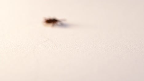 meadow tick turns around on a sheet of paper and walks away