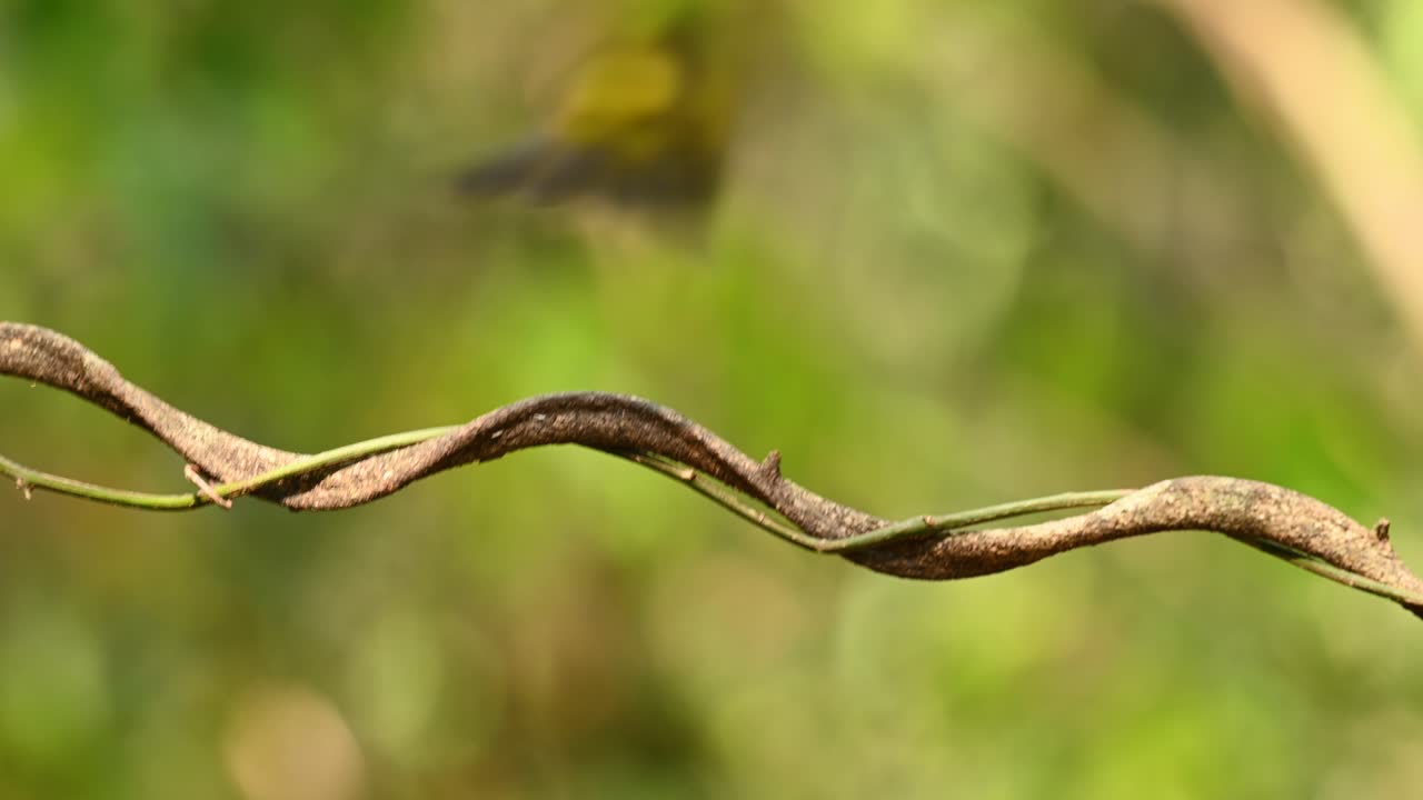 bulbul de cresta negra, pycnonotus flaviventris, encaramado en una vid mirando a la derecha y luego despega volando hacia atrás hacia el bokeh de árboles verdes y luz amarilla