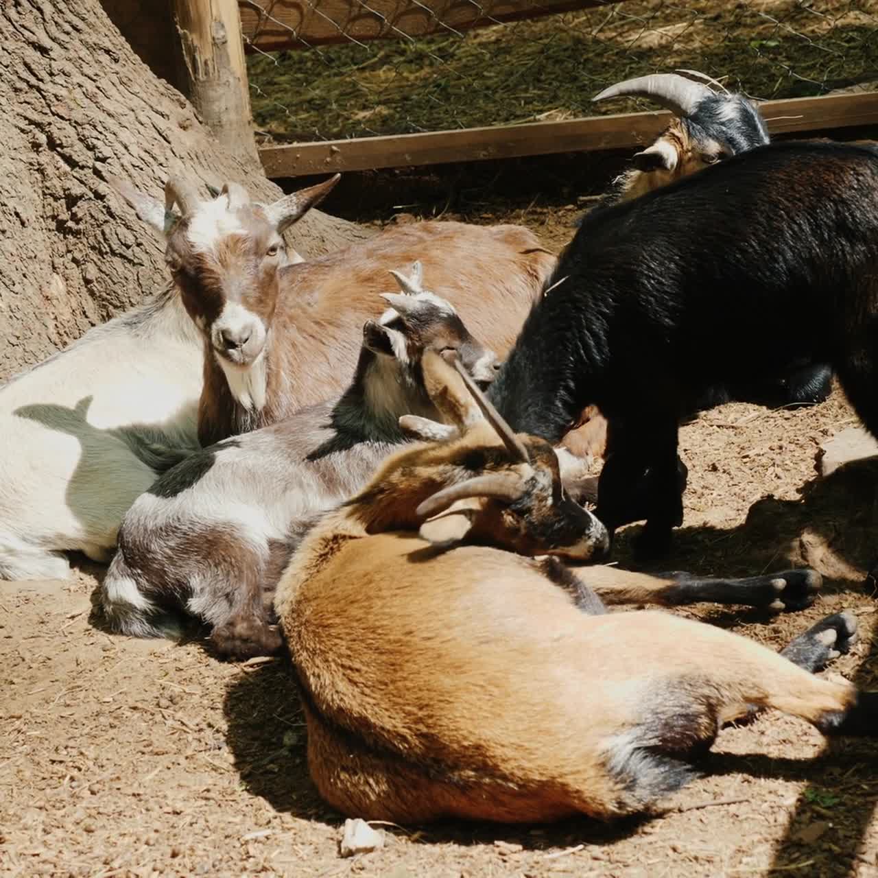 Varias cabras y cabritos se sientan bajo un árbol