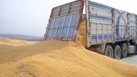 harvested corn grains are transported by truck to the silo. agriculture concept