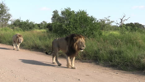 orgullo de leones africanos caminando por un camino polvoriento junto a pastizales de sabana