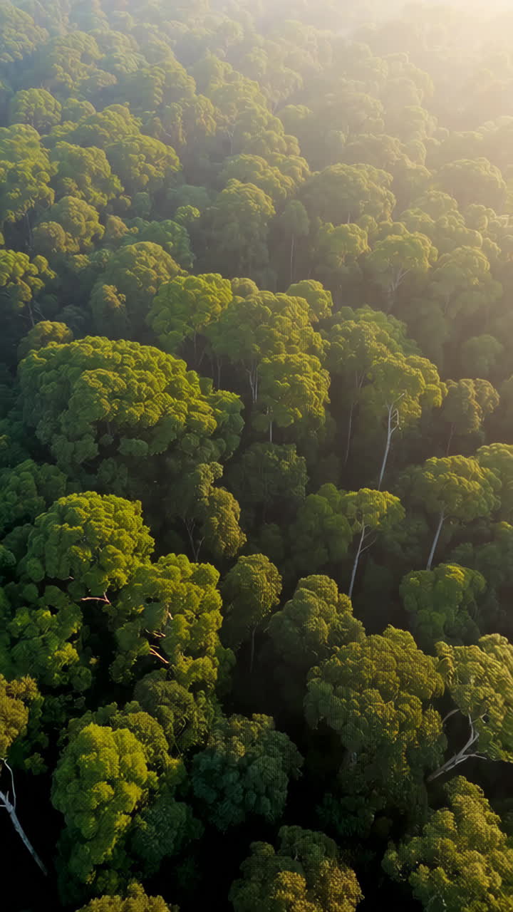 Una vista aerea di una foresta pluviale lussureggiante