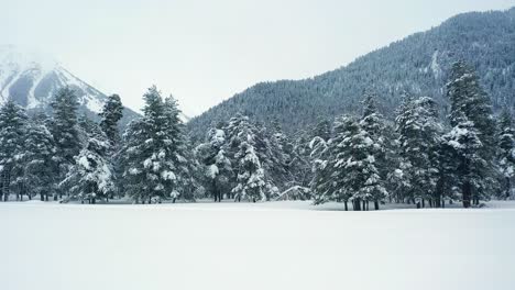 Beautiful-snow-scene-forest-in-winter.-Flying-over-of-pine-trees-covered-with-snow.