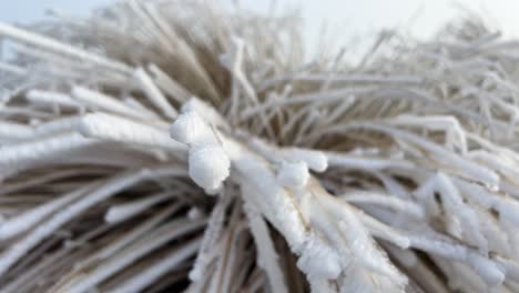 tussock bush covered in thick hoar frost