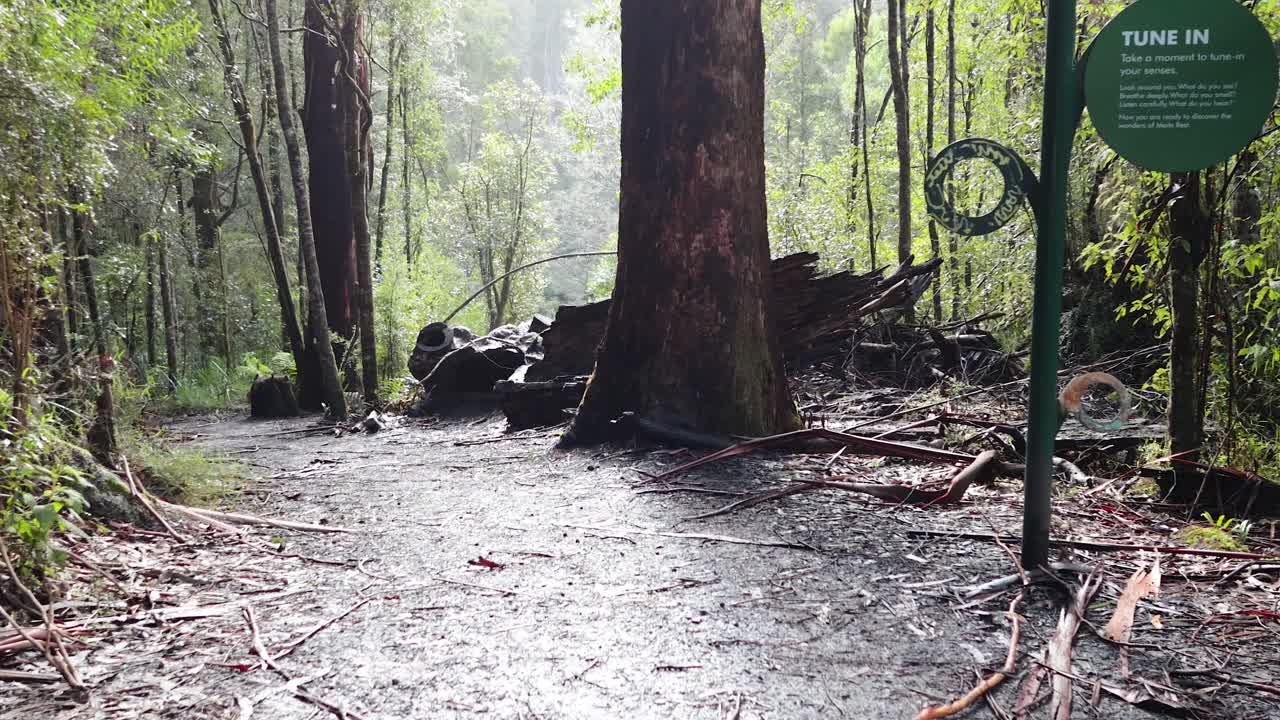 울창 한 초록색 으로 가득 찬 조용 한 숲 길