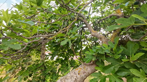 tilt down shot of a mature fig tree with a thick trunk