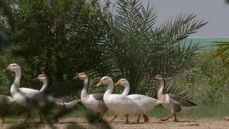 group of common ducks walking along ground seen through plants