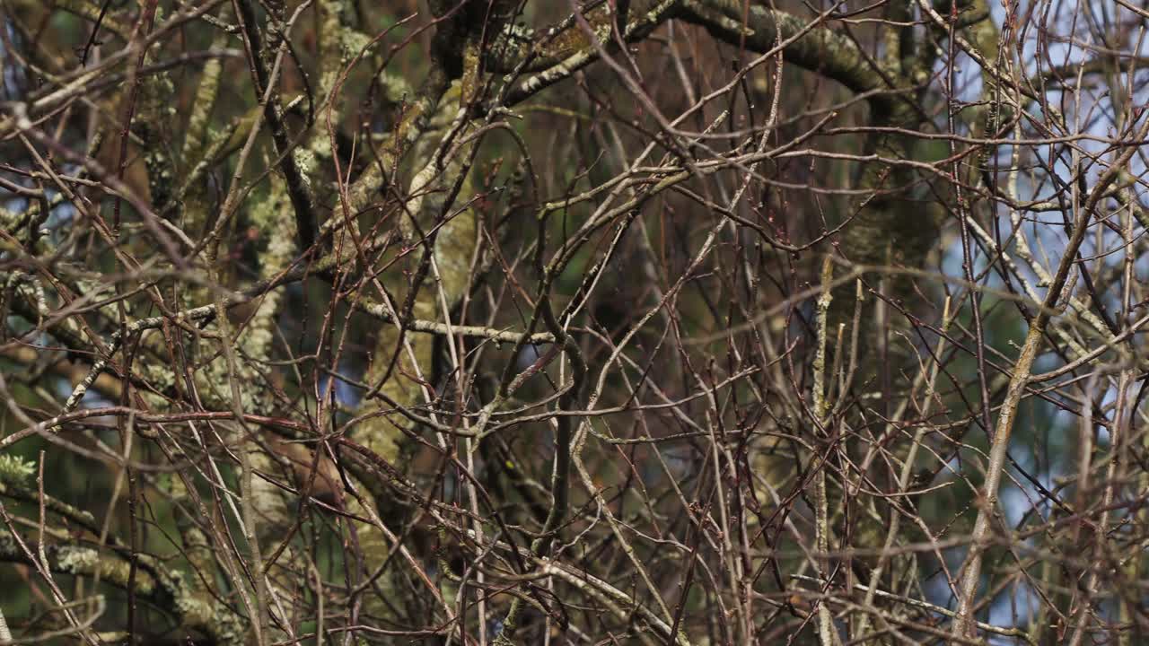 hábitat de bosque denso donde las aves encuentran santuario en medio de follaje vibrante y ecosistema próspero