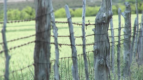 primer plano de alambre de púas que envuelve los postes de la cerca de cedro