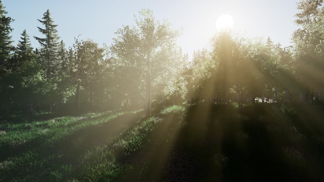 árboles verdes saludables en un bosque