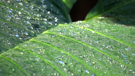 the wet leaf of a tropical plant, full of raindrops