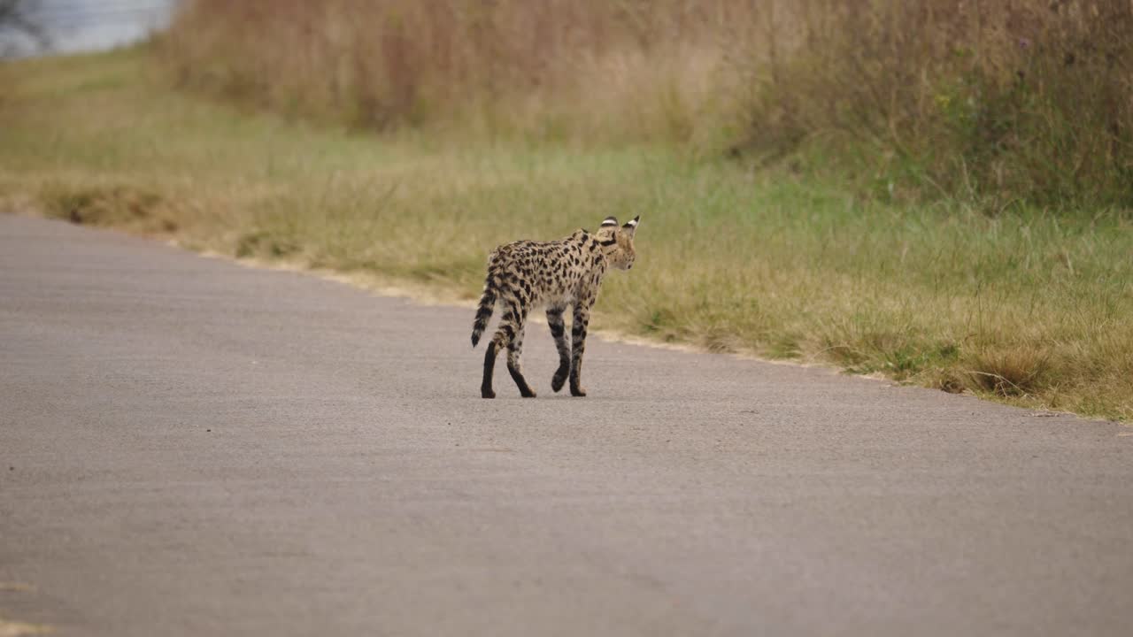 Wild African Serval cat walking through road towards grassy patch