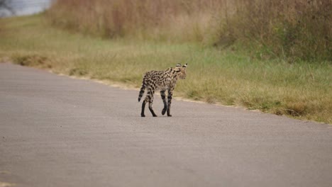 wild african serval cat walking through road towards grassy patch