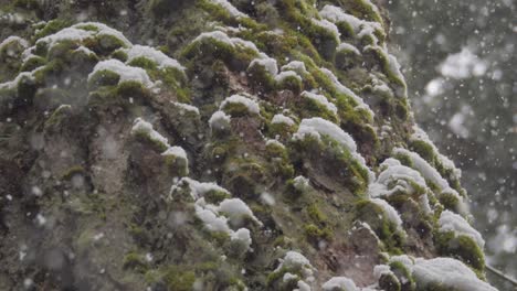 slow motion shot of fluffy snow falling with big mossy trees in the background