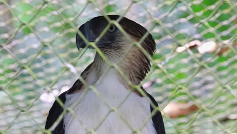 Ein-Eingesperrter-Philippinischer-Adler,-Pithecophaga-Jefferyi,-Blickt-Auf-Passanten-Und-Dinge,-Die-Sich-Vor-Seinem-Käfig-Bewegen