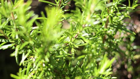 close-up of rosemary plant in sunlight