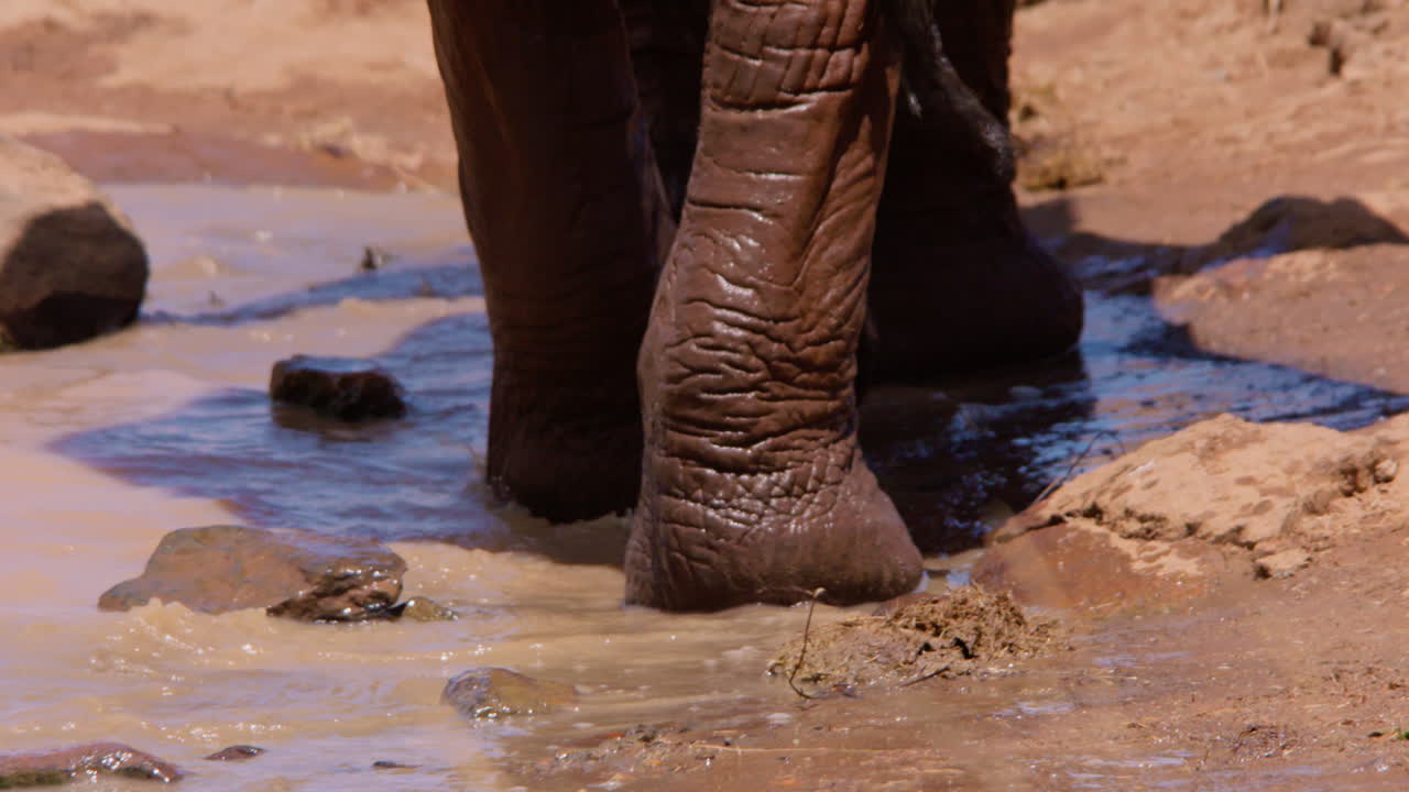 Zampe di elefanti africani della savana che camminano al bordo di una pozza d'acqua