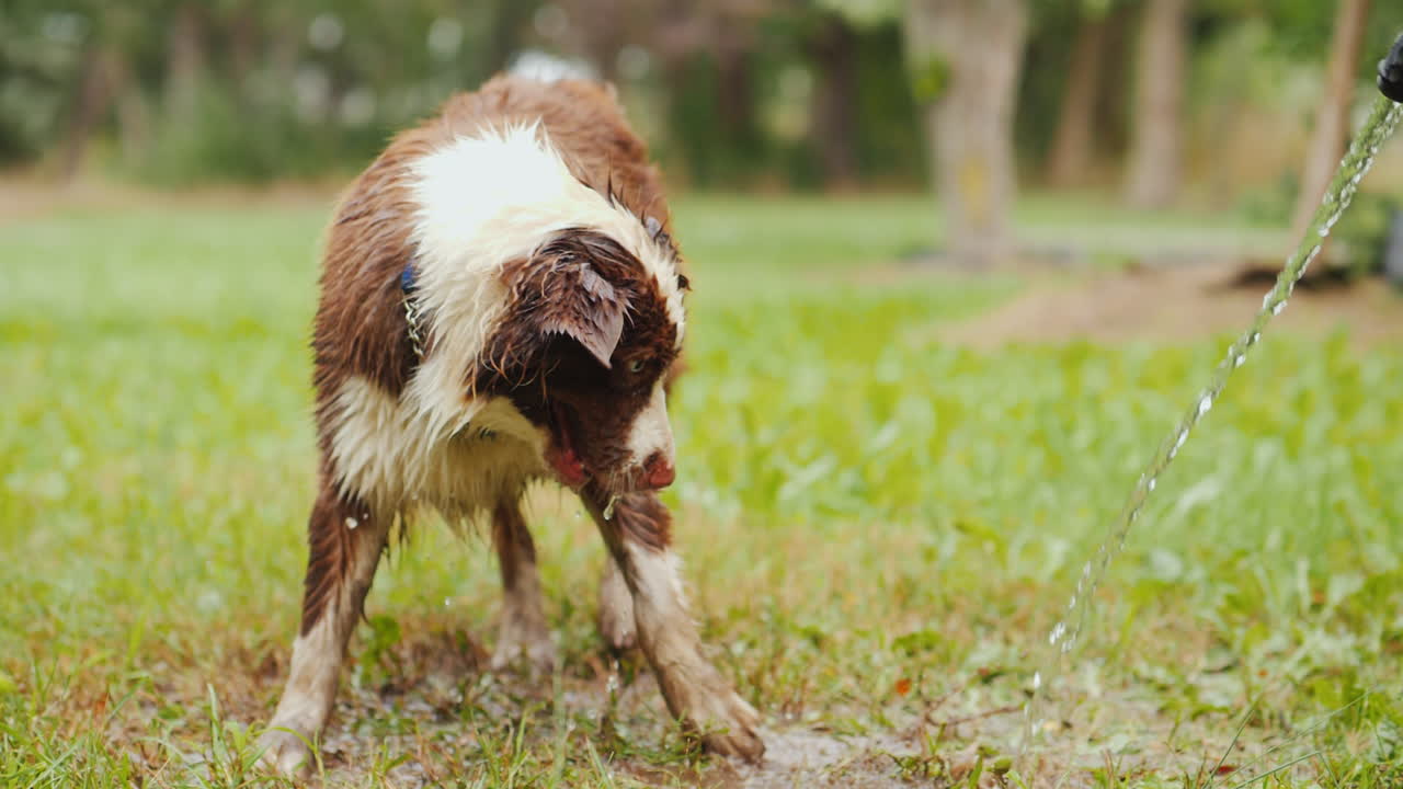 un gran pastor bebe ansiosamente agua de una manguera en el patio de una cabaña privada