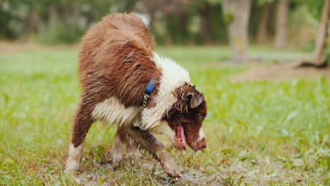 A-Big-Shepherd-Eagerly-Drinks-Water-From-A-Hose-In-The-Yard-Of-A-Private-Cottage