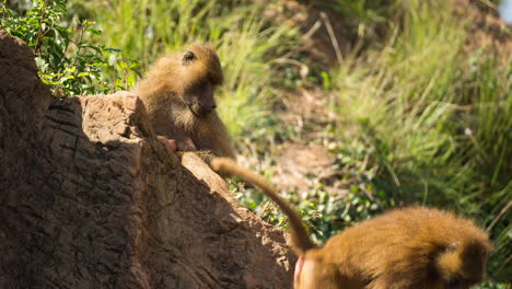 baboons in nature setting