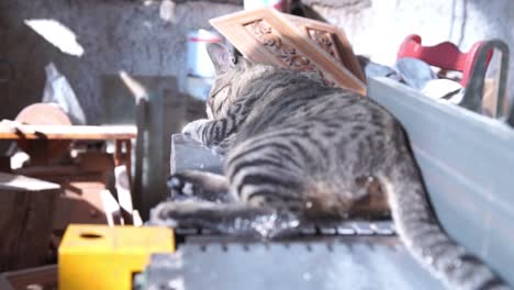 Slow-motion-view-of-relaxation-of-cat-in-carpentry-workshop