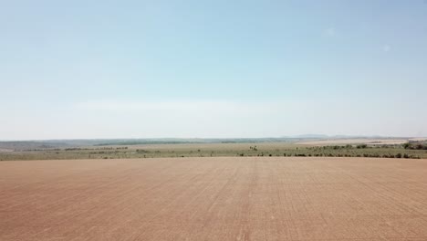 dry monoculture field. deforestation by agriculture