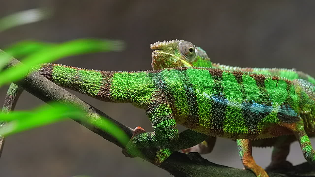 녹색, 줄무늬 표범 카멜레온 도마뱀이 나무 가지에서 서로를 지나칩니다.