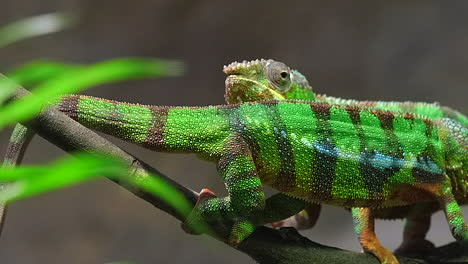 green, striped panther chameleon lizards passing each other by on a tree branch - close up