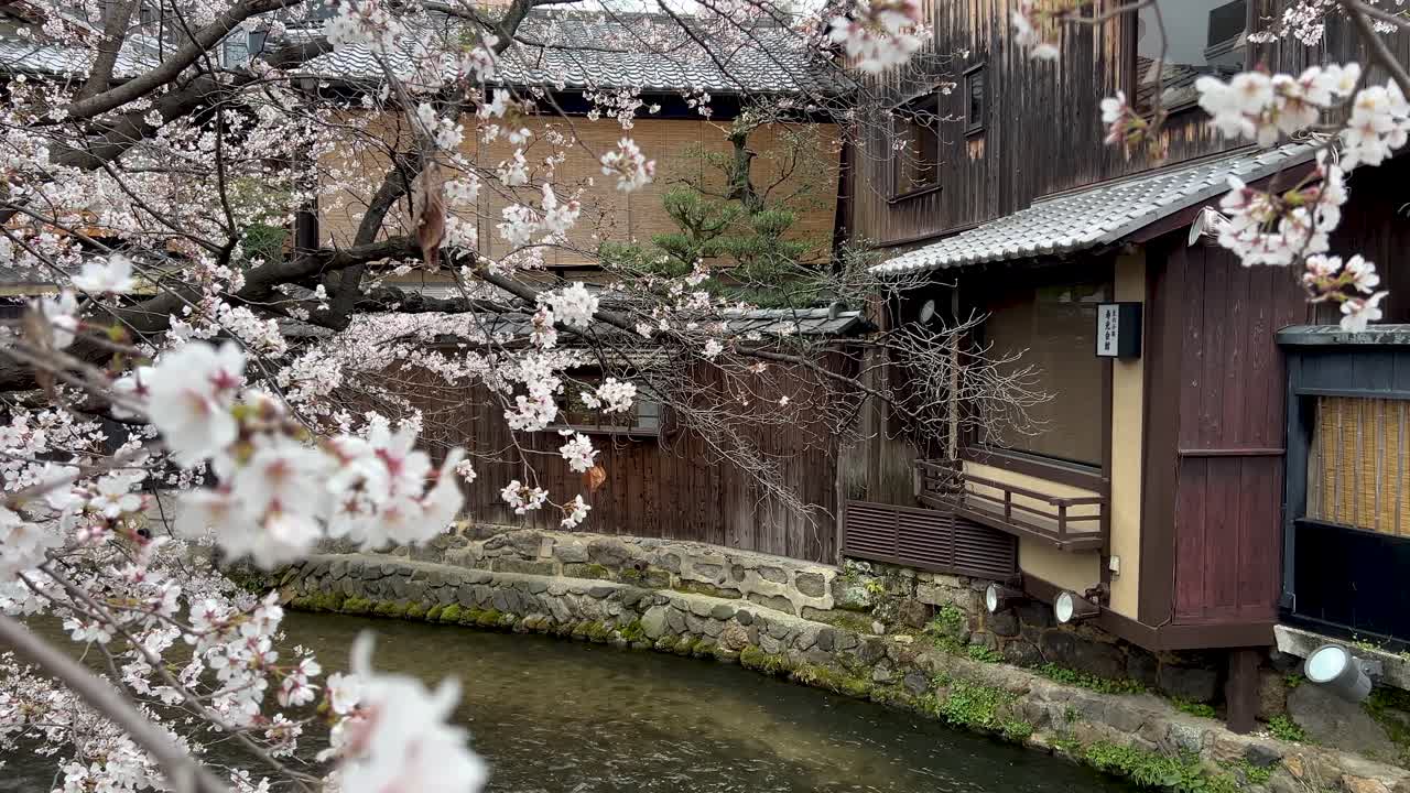 Stunning cherry blossom scenery at Shirokawa in Kyoto during Sakura season